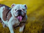 Best Food American Bulldogs Perfect Needs Review 2019