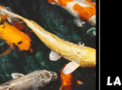 Pond Your Landscaping