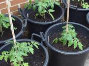 Potting-up Tomatoes