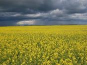 Tories Accuse Liberals Stalling Supports Canola Farmers