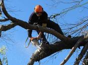 Tree Pruning: Your Ultimate Guide Keeping Trees Healthy