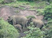 Elephant Which Acted with MGR, Rajni More..