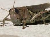 POEM: Animal Observations