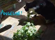 Cory Worried About Connection