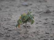 Global Study Attributes Shocking Number Plant Extinctions Human-Made Destruction