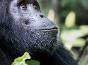 Everything Need Know About Chimpanzee Trekking Nyungwe Forest
