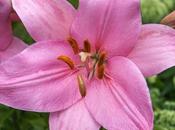 Friday Fotos: More Flowers