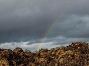 Government Report Finds UK’s Land Area Getting Damaged Ammonia Pollution