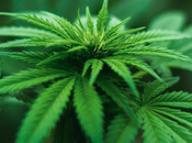 Research Pushes Cannabis Legalization Protect Youth