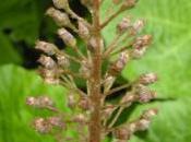 Plant Week: Petasites Hybridus