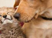 Cheetah Dog: Busch Gardens Couple Celebrate First Anniversary