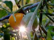 Garden, Economy Plants