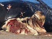 Federal Review Flags Concerns Efforts Protect Right Whales Canada