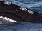 Three Entangled North Atlantic Right Whales Freedom