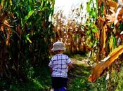 Ways Maintain Your Corn Maze