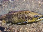 Canada Plans Airlifting Trapped Salmons