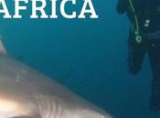 Shark Diving South Africa Without Cage What It’s Really Like