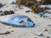 Study Warns That Animals Unable Adapt Present Rate Climate Change