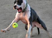 #Photos Fetch #Dogs Catching Balls