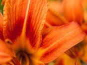 Friday Fotos: More Flowers [#intensity]