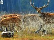 Trip Corbett National Park Monsoons