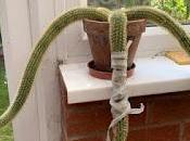 Irritating Plant Month August 2019 Sorry Cactus.....