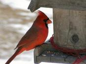 Choose Best Cardinal Bird Feeder