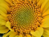 Late Summer Blue Yellow