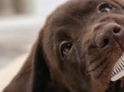 Puppy Love/Doggy Days