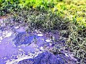 Amazing Solutions Water Pollution That Could Help Resolve Crisis