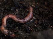 Study Shows Microplastics Even Make Soil Unsuitable Worms Thrive