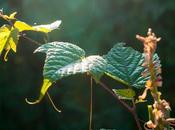 Friday Fotos: Variations Light Dark 'natural' Subjects