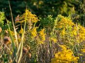 Friday Fotos: Yellow Pagodas