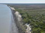 Scientific Monitoring Trip Discovers 400km Expanse Dead Severely Damaged Mangroves Gulf Carpentaria