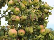 Apples Full Bloom Kashmir
