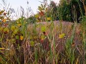 BAPC Camping Trip Which Plants Turn Communication Systems, Distress Signal Received from Deep Arches, Plans Made