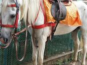 Fleeting Race Horses Some Experiences