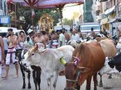 Cattle Meance Rampaging Vigilante