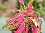 Irritating Plant Month Coleus 'Sulky Pants'