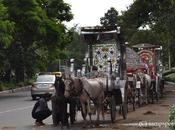 Imagine Cart Drawn Zebra Busy Roads Metropolis