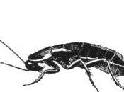 Things Probably Didn't Know About Cockroaches