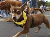 ‘Bark Life’ Raises Money Help Fight Cancer