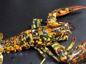 Calvin Calico Lobster Beats Odds, Avoids Dinner Plate