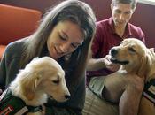 Colleges Dogs Stress Busters