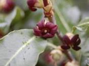 Plant Week: Pittosporum Tenuifolium