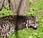 Featured Animal: Malayan Civet