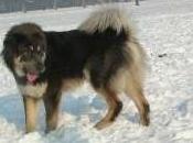 Featured Animal: Tibetan Mastiff