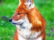 Dhole: Asia's Unique Species Endangered Wild