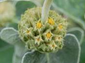 Plant Week: Phlomis Fruticosa