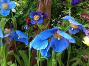 Magnificent Meconopsis